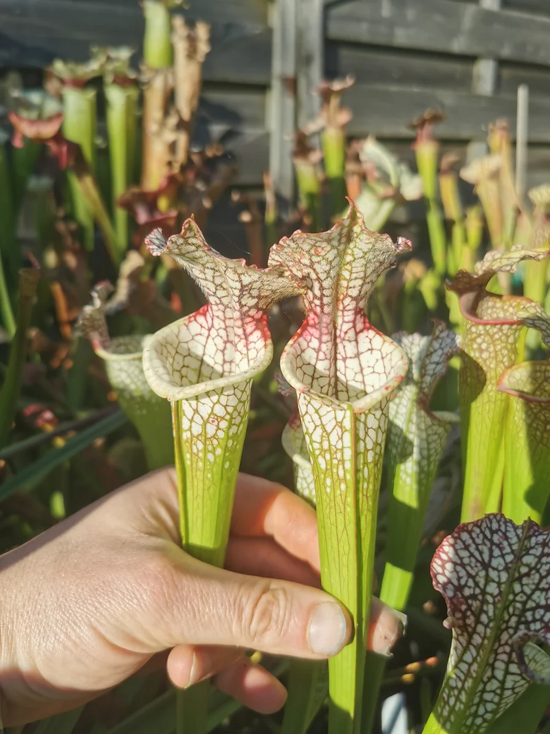 SL05 Sarracenia leucophylla -- “Red Stripe Throat” (L111, MK)