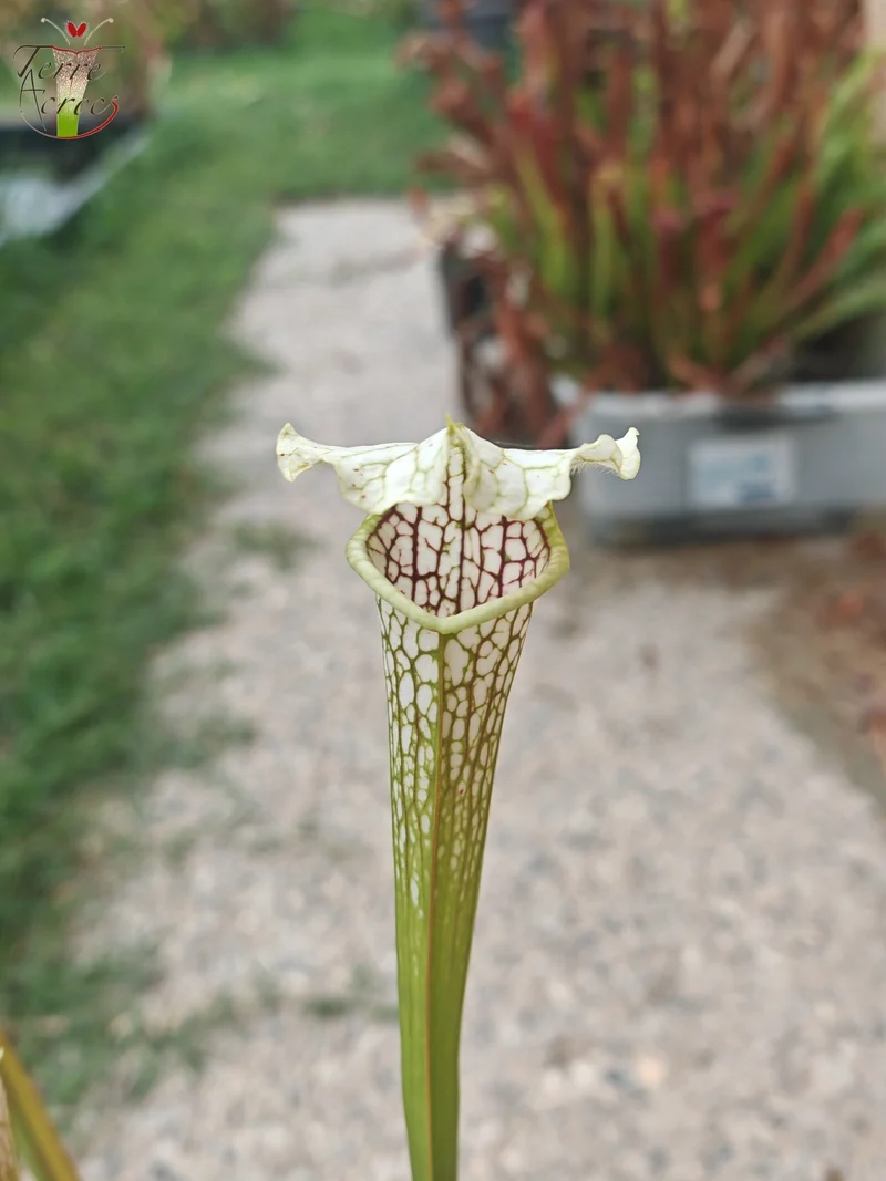 SL21 Sarracenia leucophylla -- Wavy lid, yellow flower.(PW)