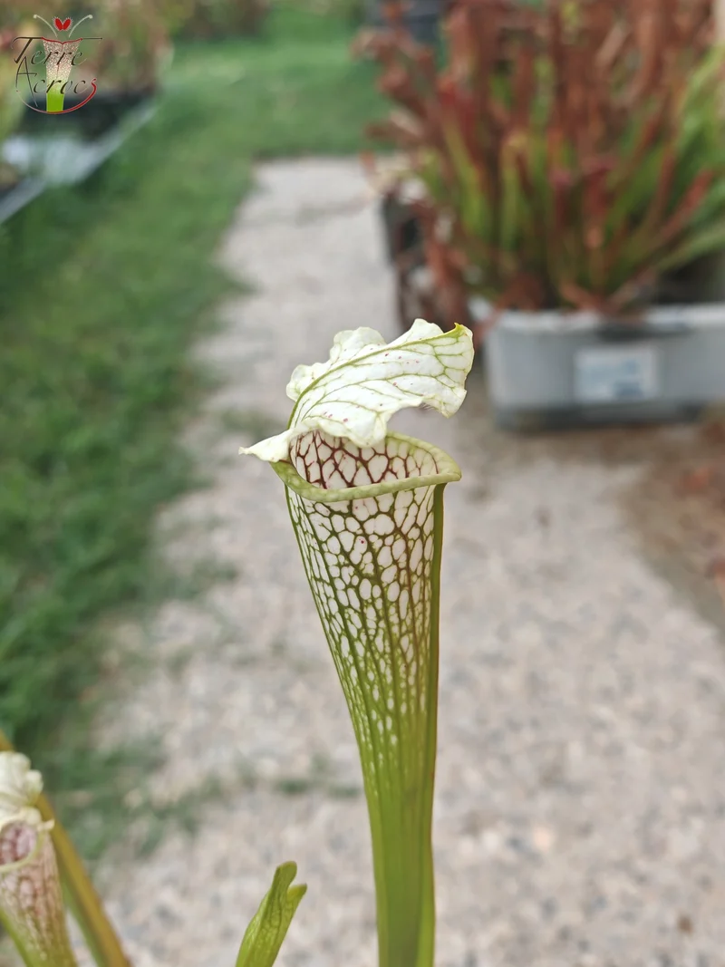 SL21 Sarracenia leucophylla -- Wavy lid, yellow flower.(PW)