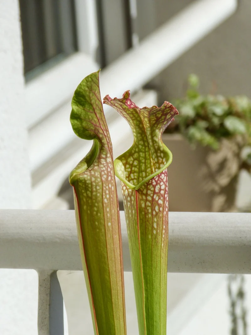 SXF01 Sarracenia x farnhamii