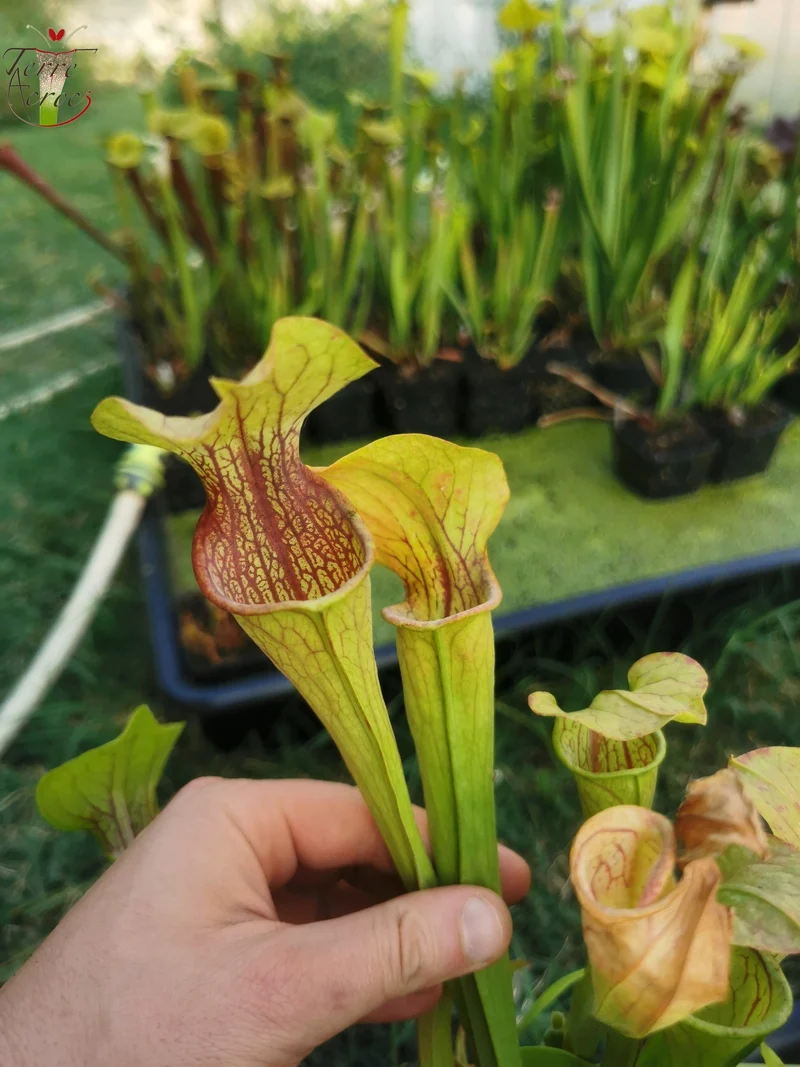 Graines Sarracenia 2025 (SO01 x OP)