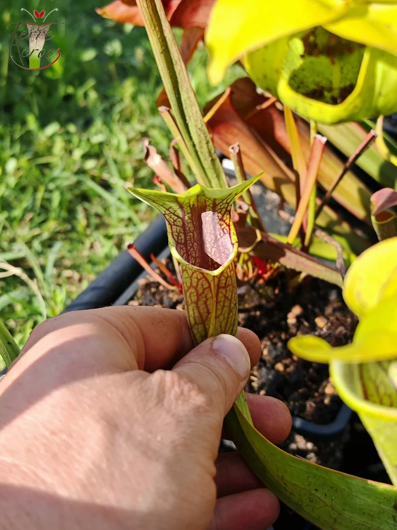 Graines Sarracenia 2025 (SO01 x OP)
