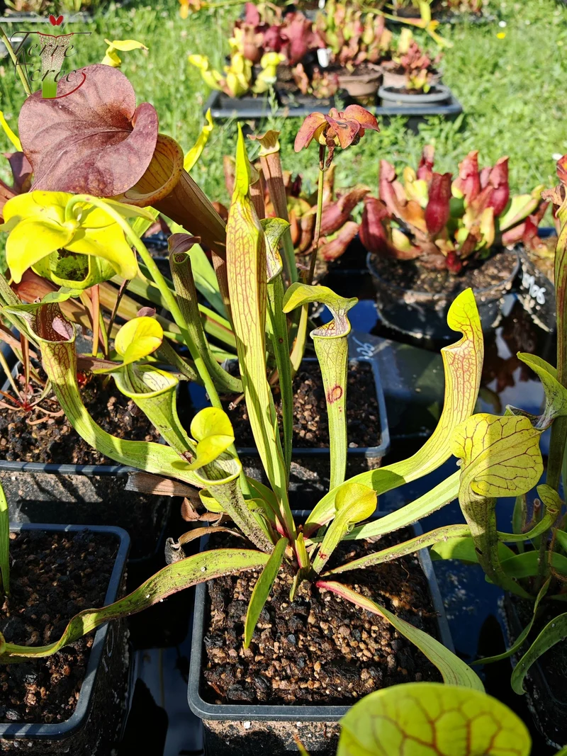 Graines Sarracenia 2025 (SO01 x OP)