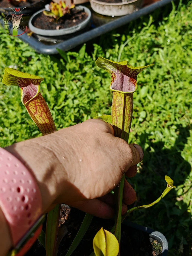 Graines Sarracenia 2025 (SO01 x OP)