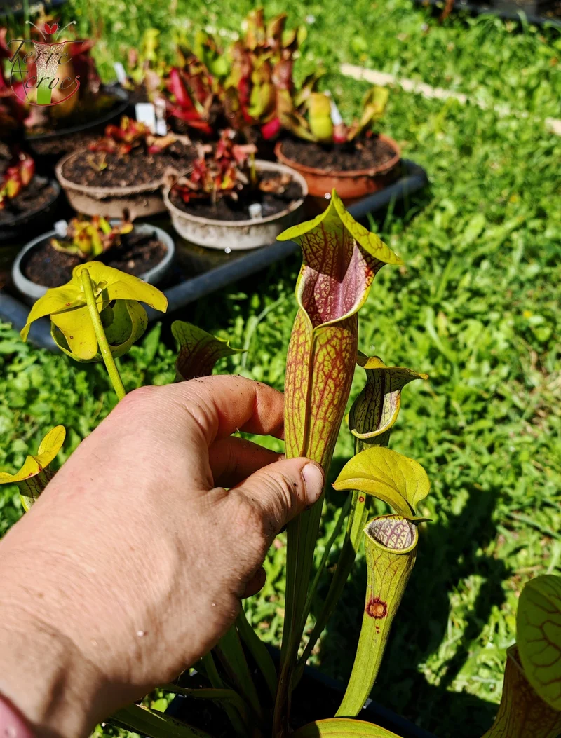 Graines Sarracenia 2025 (SO01 x OP)