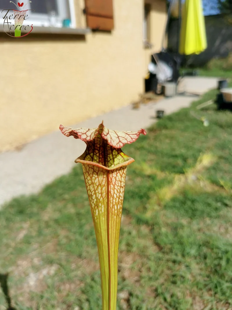 SX05 Sarracenia x ‘Lynda Butt’ (H10, MK)