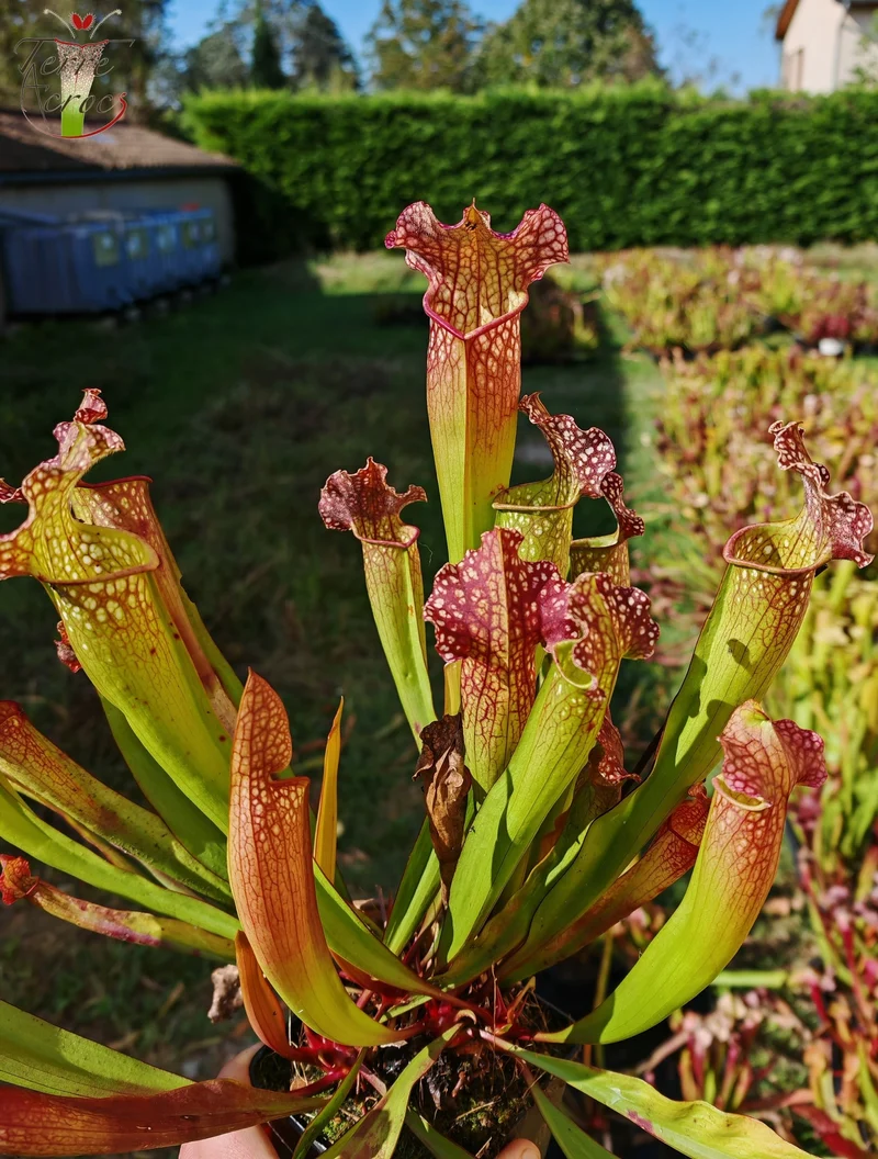 SX08 Sarracenia x “velvet”