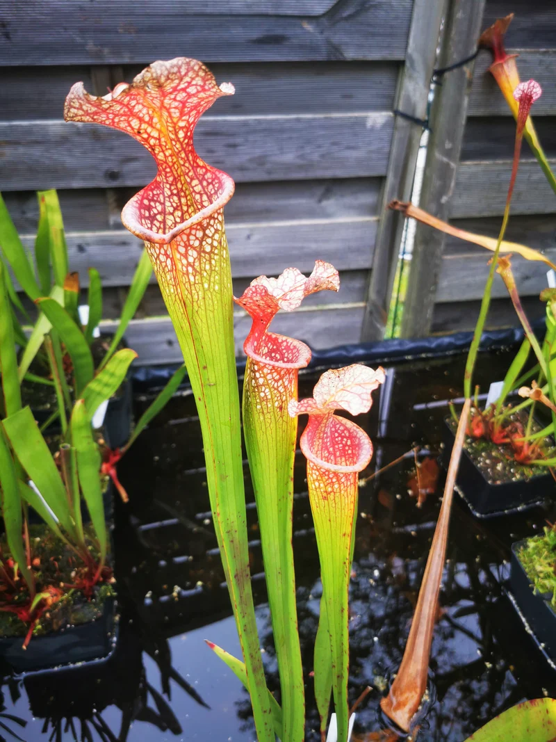 SX14q Sarracenia x (leucophylla x ‘Adrian Slack’) (clone Q)