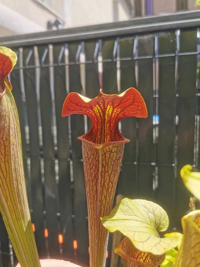 SX12 Sarracenia x (S. alata var. nigropurpurea x S. flava var. rubricorpora)