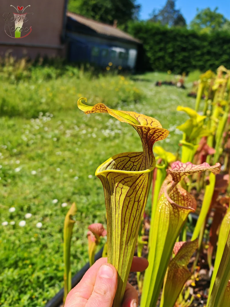 SX12 Sarracenia x (S. alata var. nigropurpurea x S. flava var. rubricorpora)
