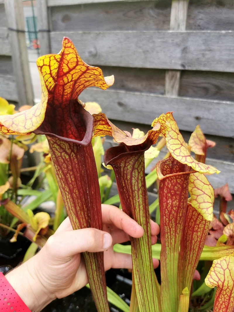 SX22a Sarracenia x "Doom"