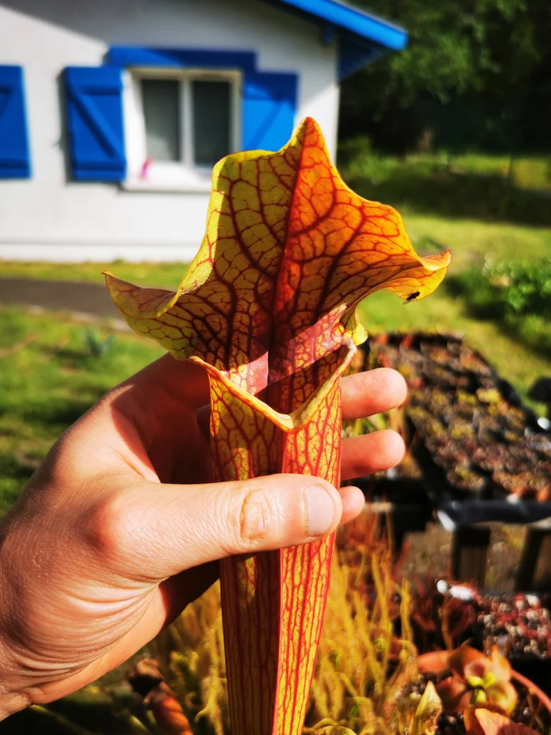 SX22a Sarracenia x "Doom"