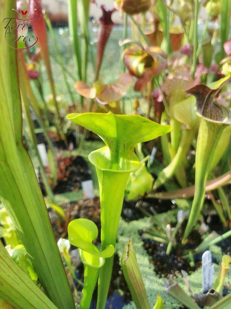 SX20 Sarracenia x (S. x “Citron” x S. flava var. ornata)(Mutant flower)