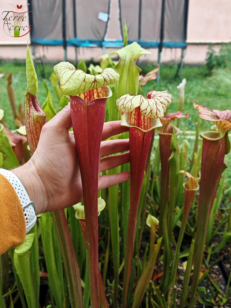 SX25b Sarracenia x "Dionysos"
