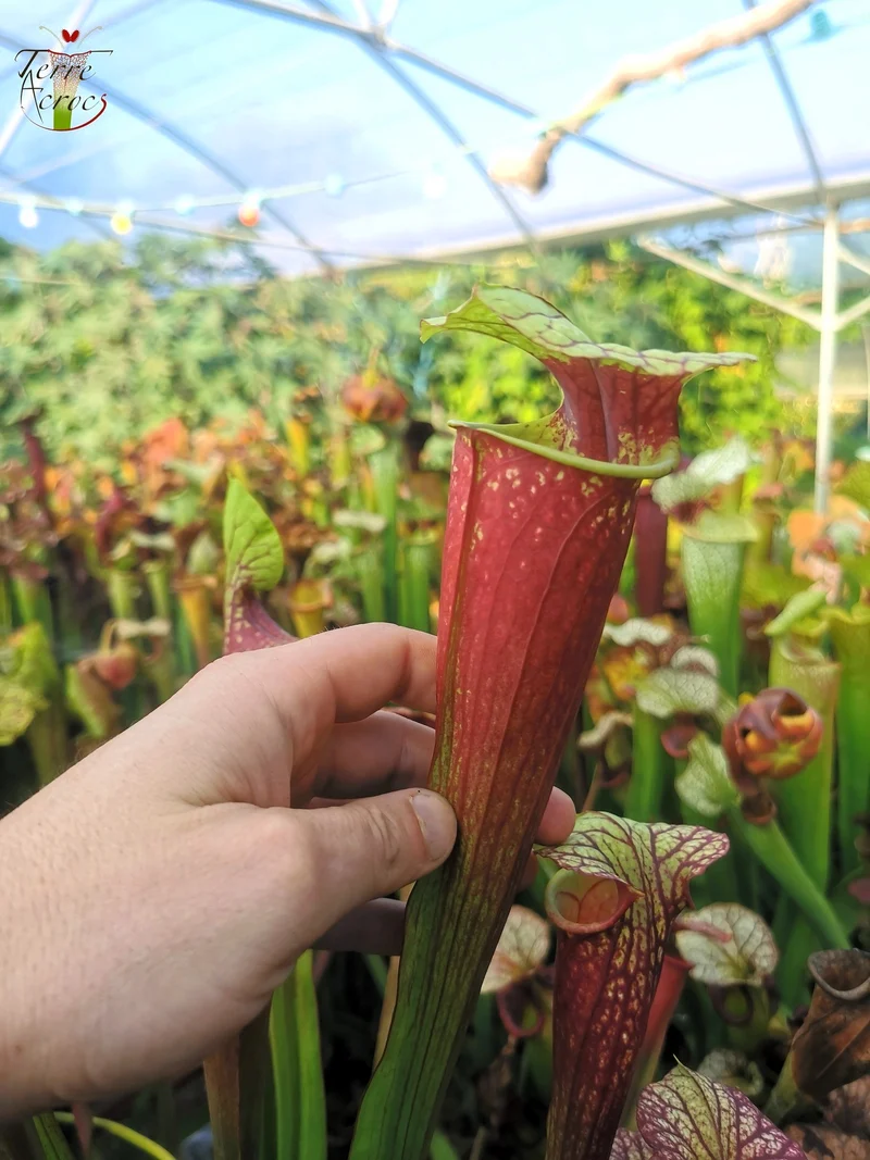 SX25b Sarracenia x "Dionysos"