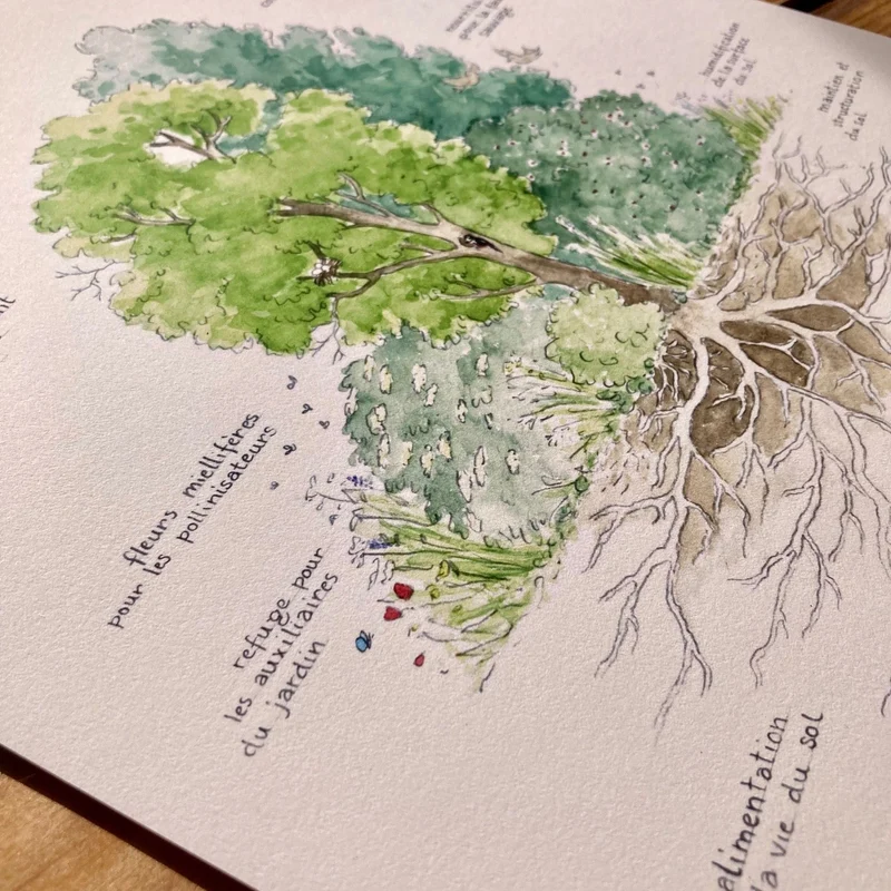 Affiche "Haie Champêtre" • Illustration aquarelle 30x40 cm