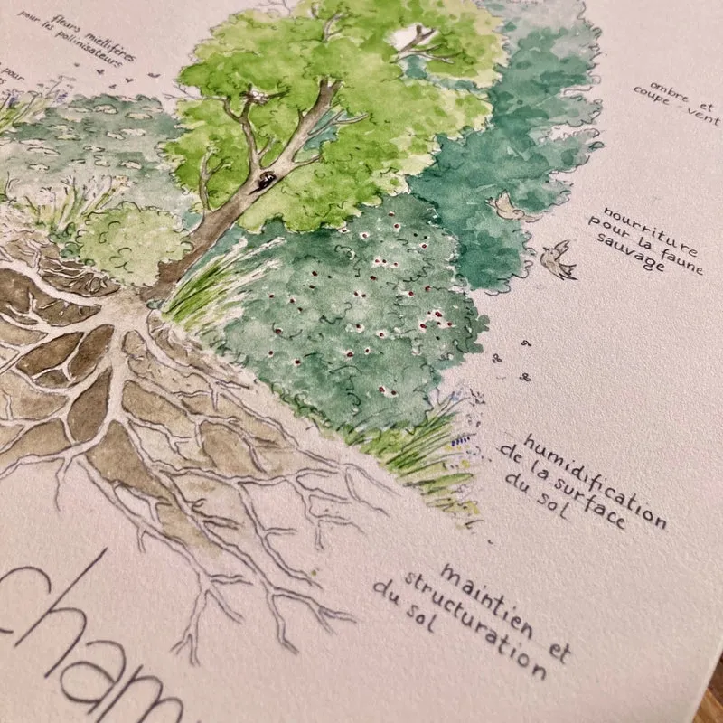 Affiche "Haie Champêtre" • Illustration aquarelle 30x40 cm
