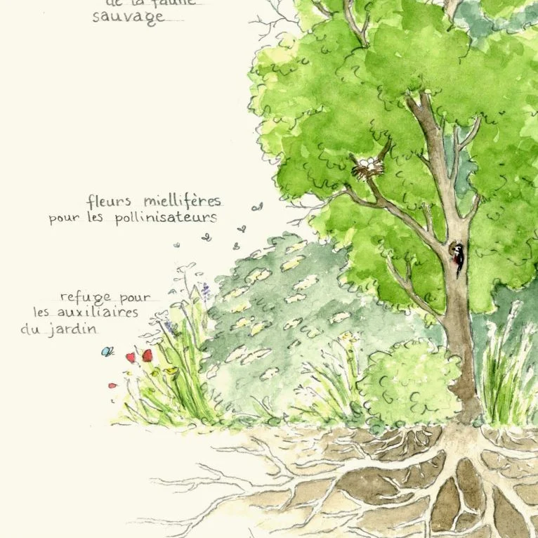Affiche "Haie Champêtre" • Illustration aquarelle 30x40 cm