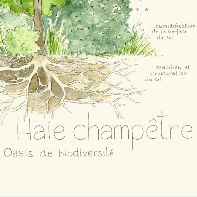 Affiche "Haie Champêtre" • Illustration aquarelle 30x40 cm