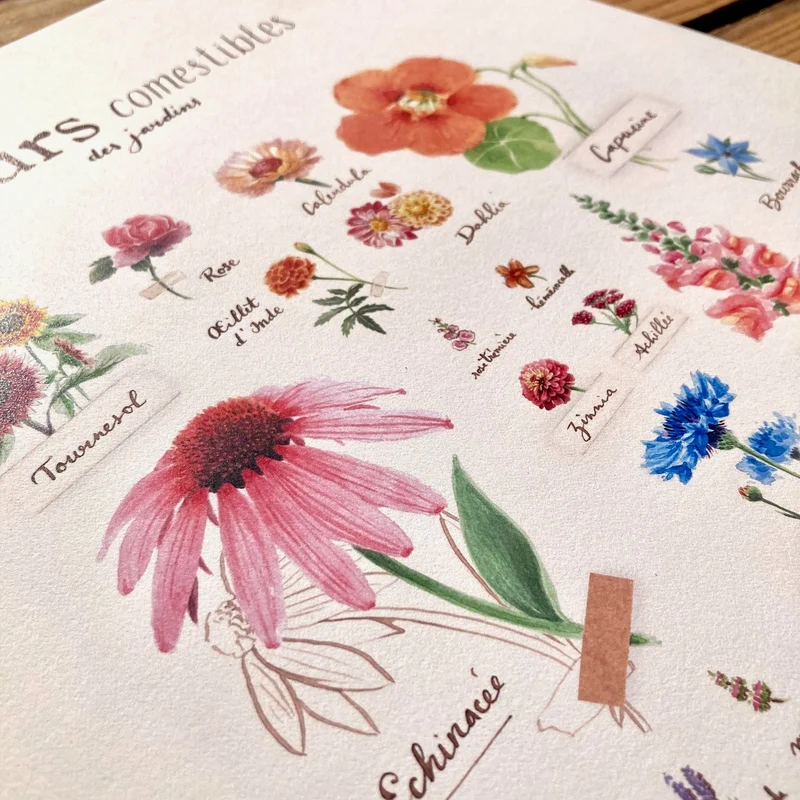 Affiche "Fleurs Comestibles" • Illustration aquarelle 30x40 cm