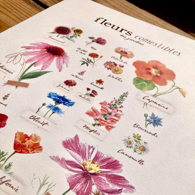Affiche "Fleurs Comestibles" • Illustration aquarelle 30x40 cm