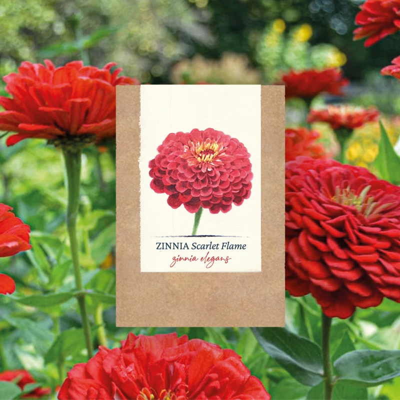 Graines de Zinnia "Scarlet Flame" • Certifiées AB