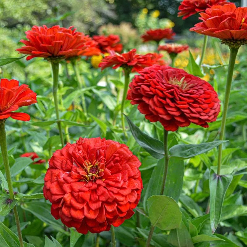 Graines de Zinnia "Scarlet Flame" • Certifiées AB