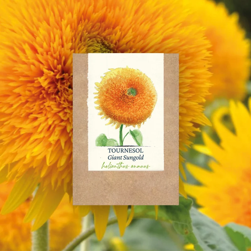 Graines de Tournesol "Giant Sungold" • Certifiées AB