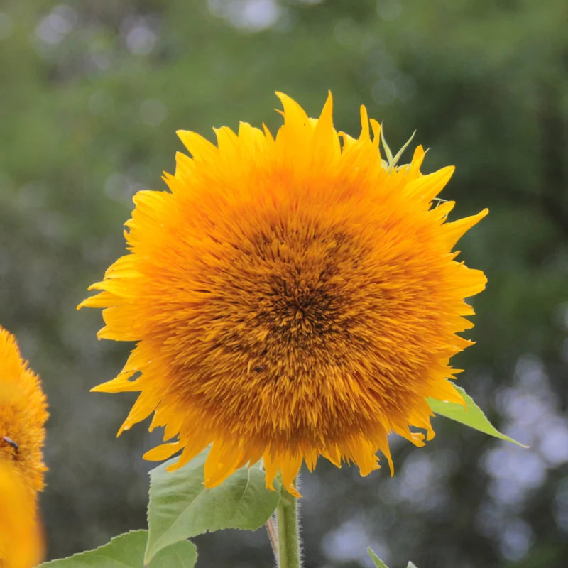 Graines de Tournesol "Giant Sungold" • Certifiées AB