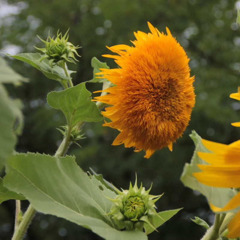 Graines de Tournesol "Giant Sungold" • Certifiées AB