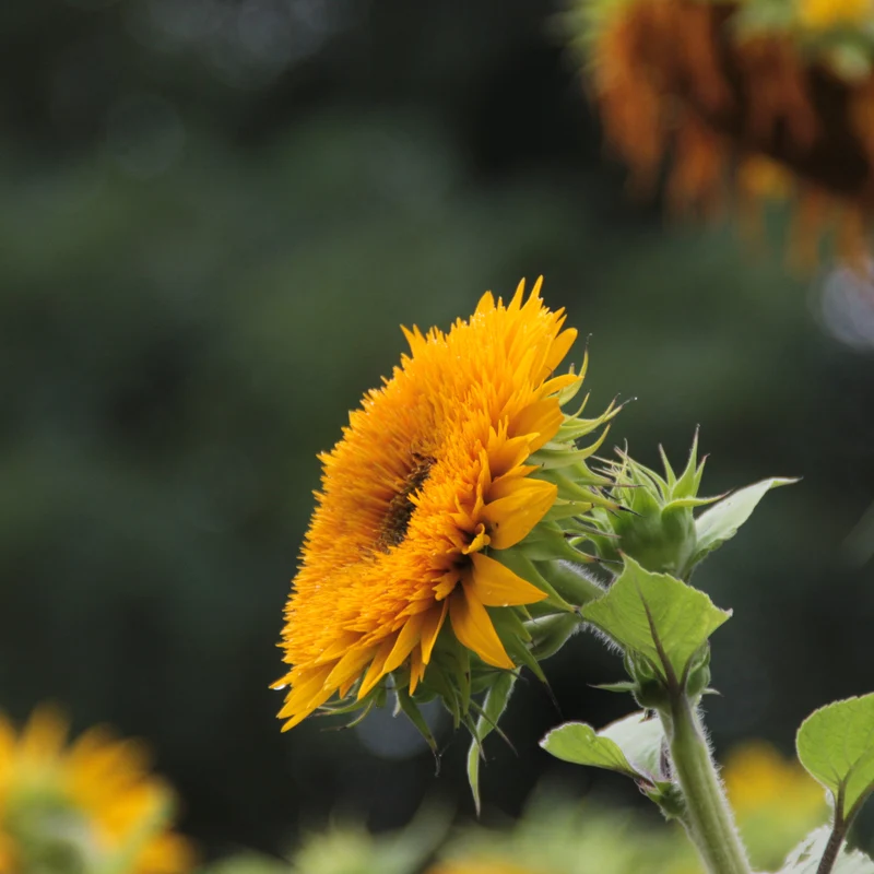Graines de Tournesol "Giant Sungold" • Certifiées AB