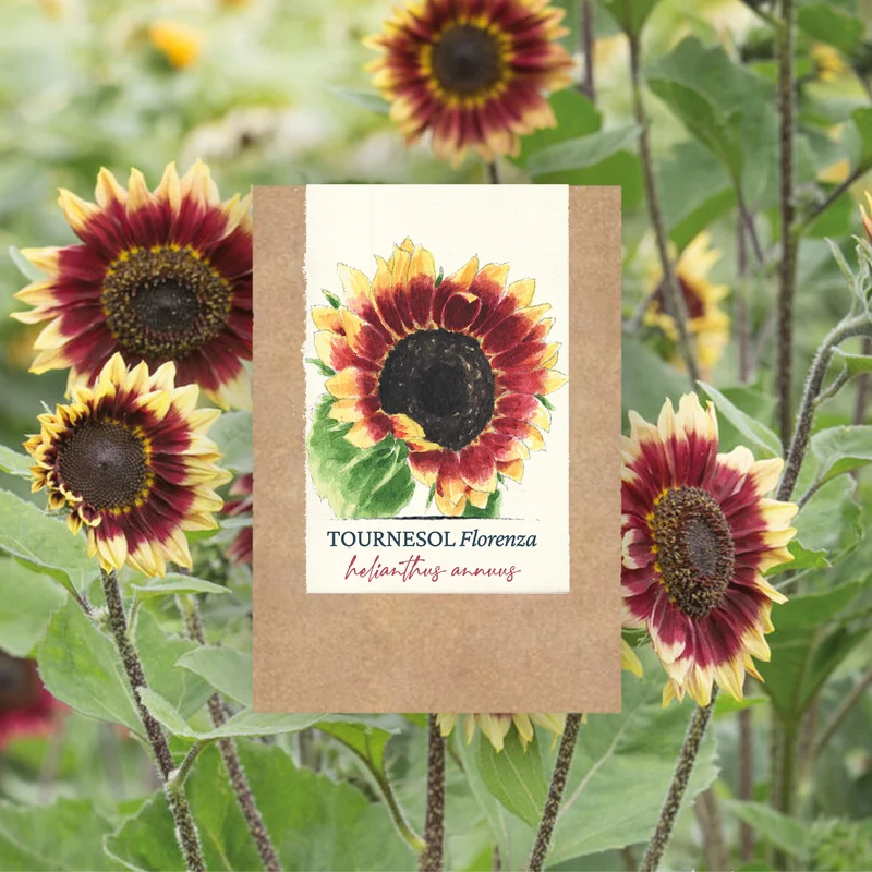 Graines de Tournesol "Florenza" • Certifiées AB