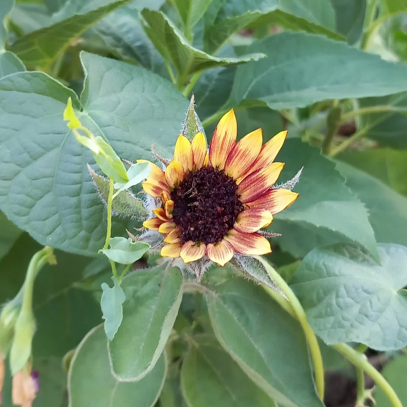 Graines de Tournesol "Florenza" • Certifiées AB