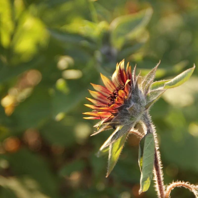 Graines de Tournesol "Florenza" • Certifiées AB