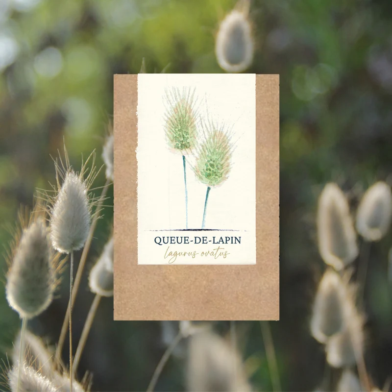 Graines de Queue-de-Lapin • Non traitées