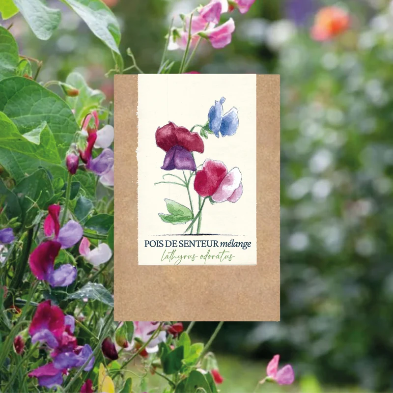 Graines de Pois de Senteur • Certifiées AB
