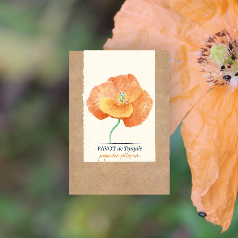 Graines de Pavot de Turquie • Certifiées AB