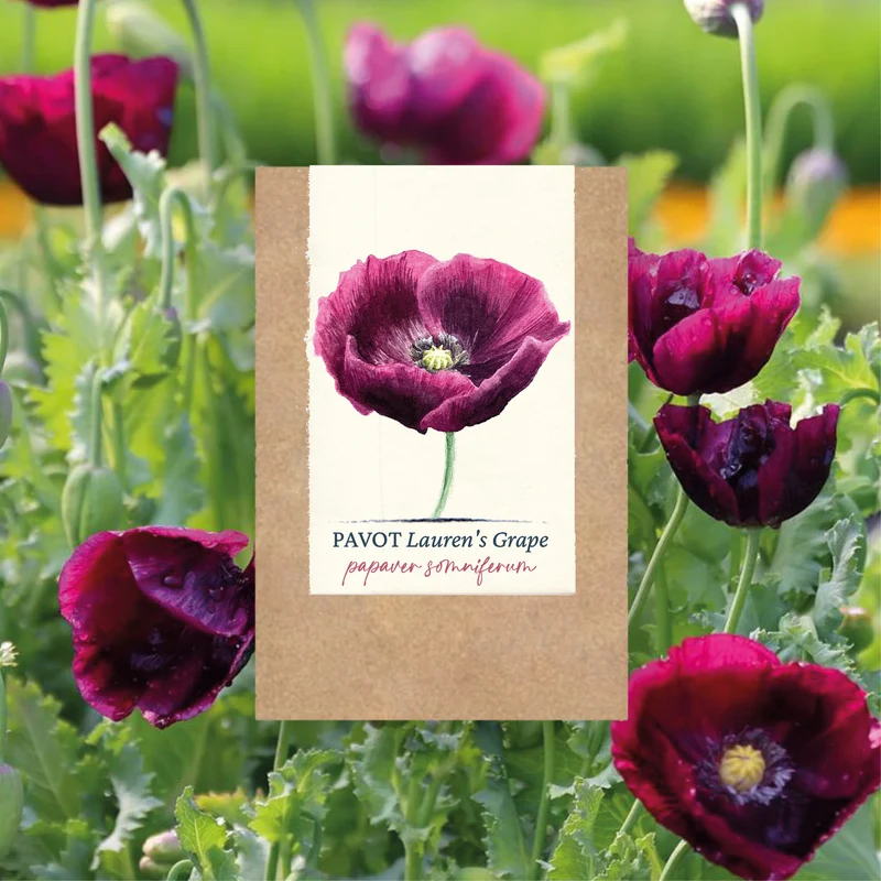 Graines de Pavot "Lauren's Grape" • Certifiées AB