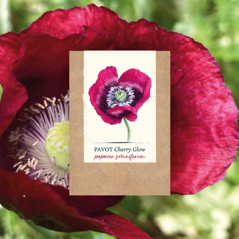 Graines de Pavot "Cherry Glow" • Non traitées