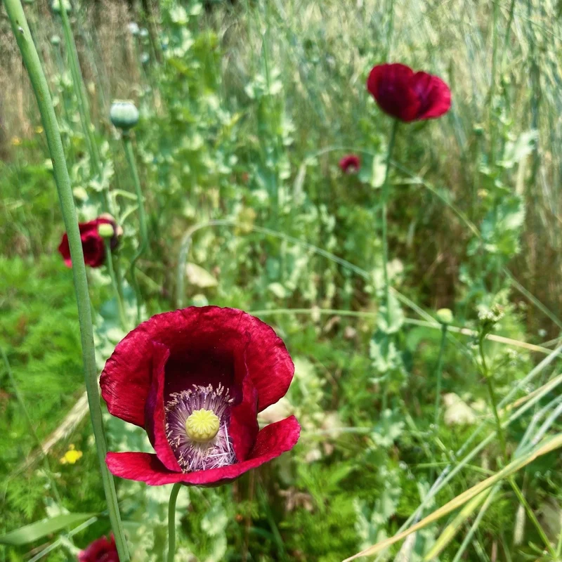 Graines de Pavot "Cherry Glow" • Non traitées