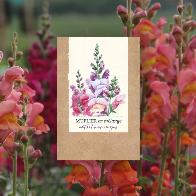 Graines de Muflier en mélange • Certifiées AB