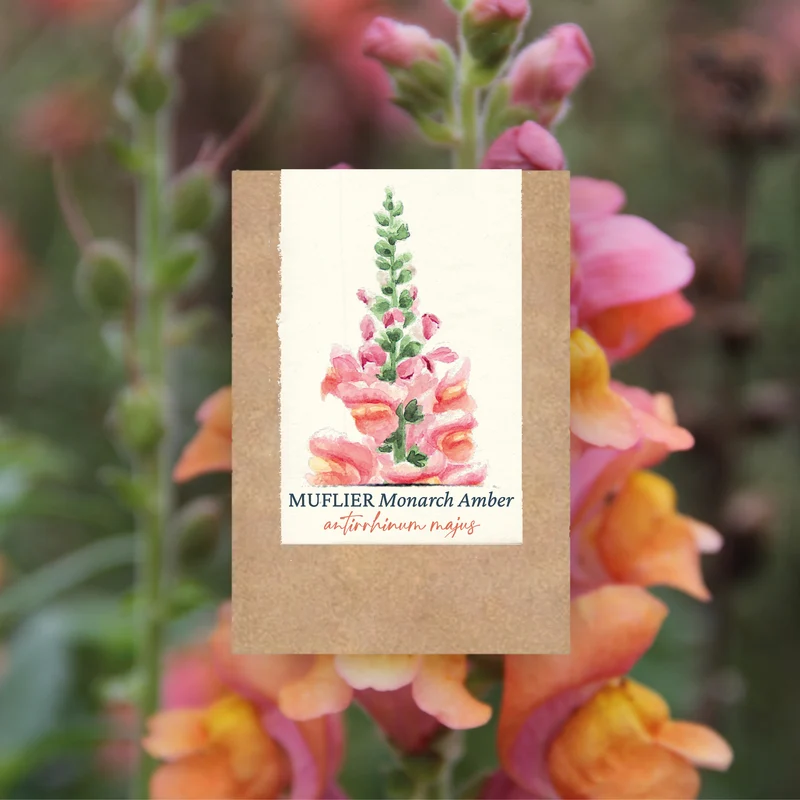 Graines de Muflier "Monarch Amber" • Certifiées AB