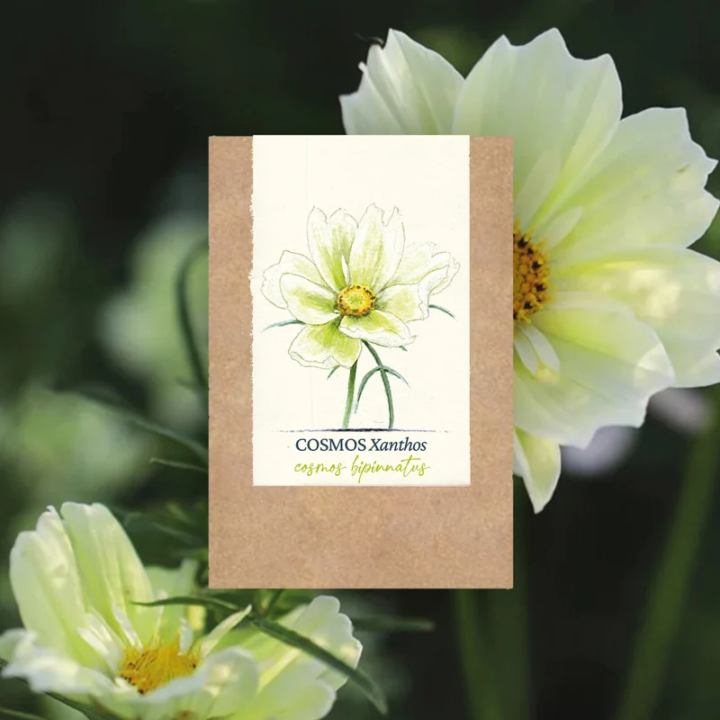 Graines de Cosmos "Xanthos" • Certifiées AB