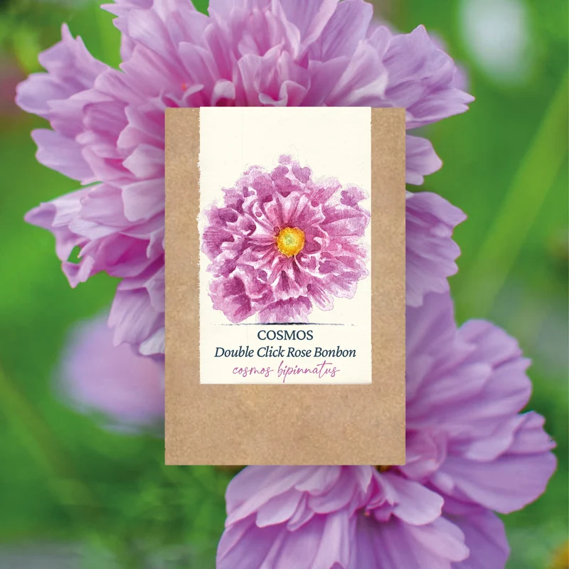 Graines de Cosmos "Double Click Rose Bonbon" • Certifiées AB