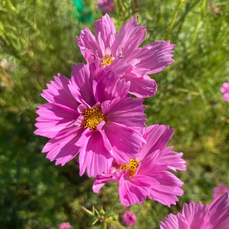 Graines de Cosmos "Double Click Rose Bonbon" • Certifiées AB
