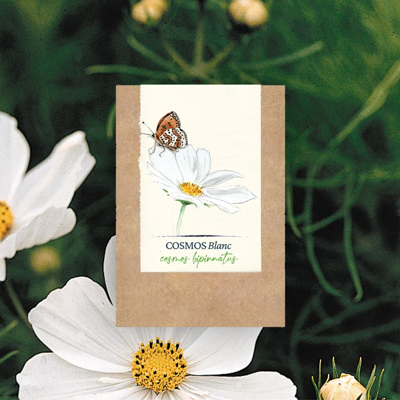 Graines de Cosmos "Blanc Pur" • Certifiées AB