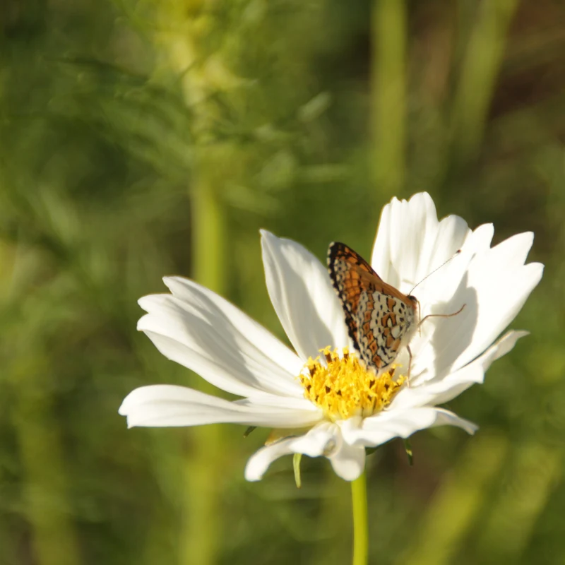Graines de Cosmos "Blanc Pur" • Certifiées AB