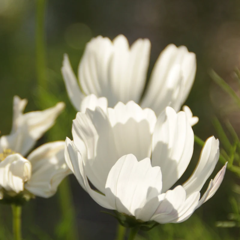 Graines de Cosmos "Blanc Pur" • Certifiées AB