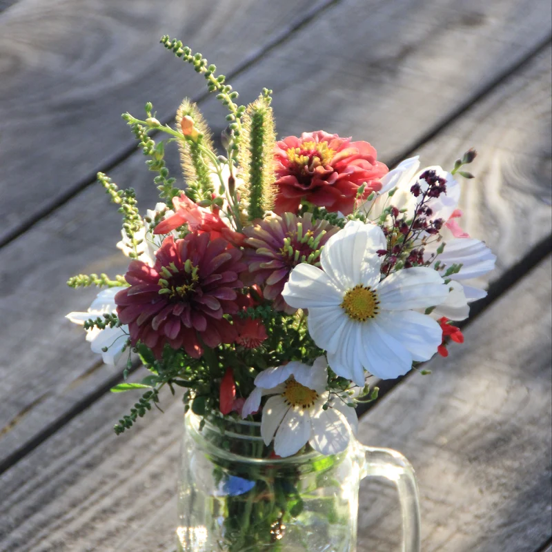 Graines de Cosmos "Blanc Pur" • Certifiées AB