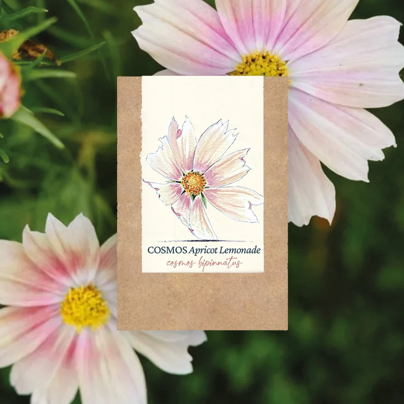 Graines de Cosmos "Apricot Lemonade" • Certifiées AB